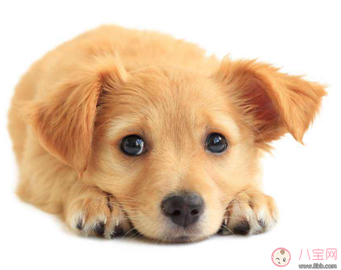 明知我養(yǎng)狗還住隔壁 孩子遇到狗怎么辦