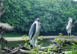 2017七夕節(jié)全家出游  看看長(zhǎng)隆親子攻略