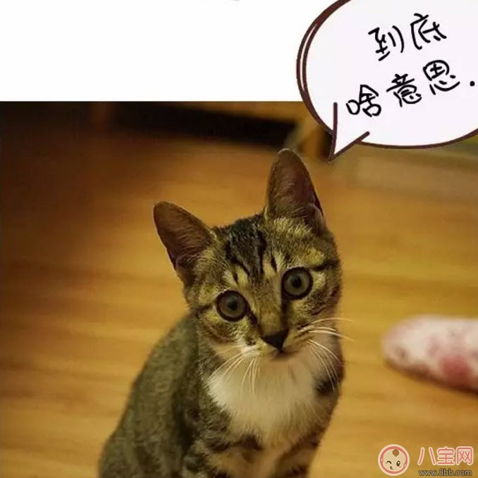 網(wǎng)絡語ky是什么意思 ky粉是什么意思(B站微博ky是什么縮寫嗎)