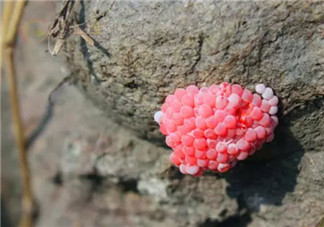 福壽螺不能吃 孕婦不能吃福壽螺(福壽螺與田螺的區(qū)別有哪些)