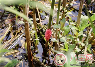 千萬(wàn)別吃福壽螺 如何分辨福壽螺