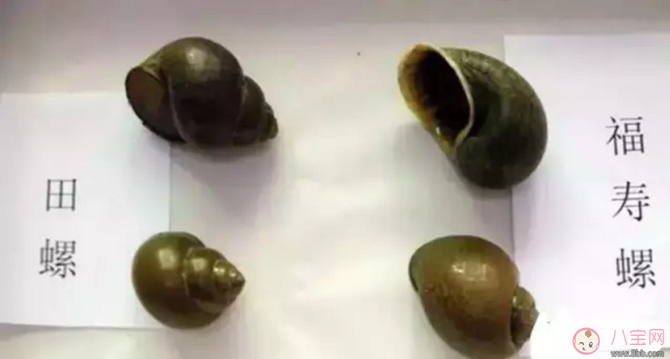 千萬(wàn)別吃福壽螺 如何分辨福壽螺