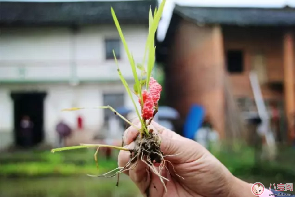 千萬(wàn)別吃福壽螺 如何分辨福壽螺