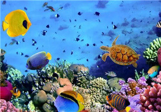 海洋生物趣味多 魚類簡(jiǎn)筆畫