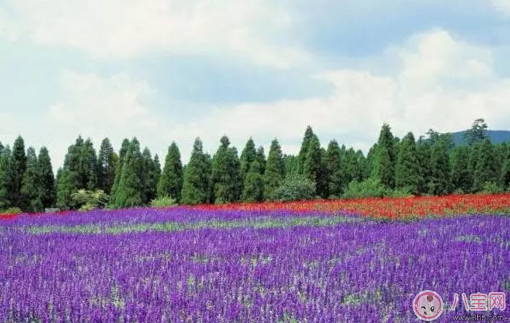 雪梨接受富二代求婚 2017七夕節(jié)最全的求婚攻略