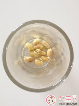 夏季帶孩子養(yǎng)植物養(yǎng)什么植物好 和孩子養(yǎng)植物成長快