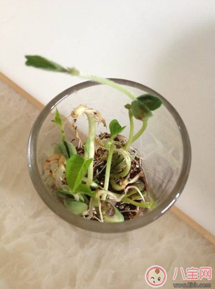 夏季帶孩子養(yǎng)植物養(yǎng)什么植物好 和孩子養(yǎng)植物成長快