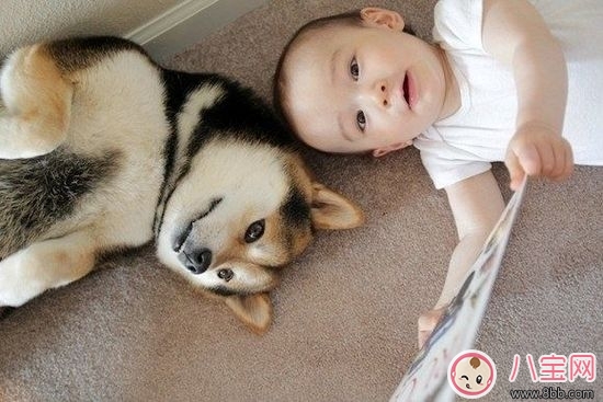 寶寶與家里養(yǎng)的寵物相處注意事項(xiàng)