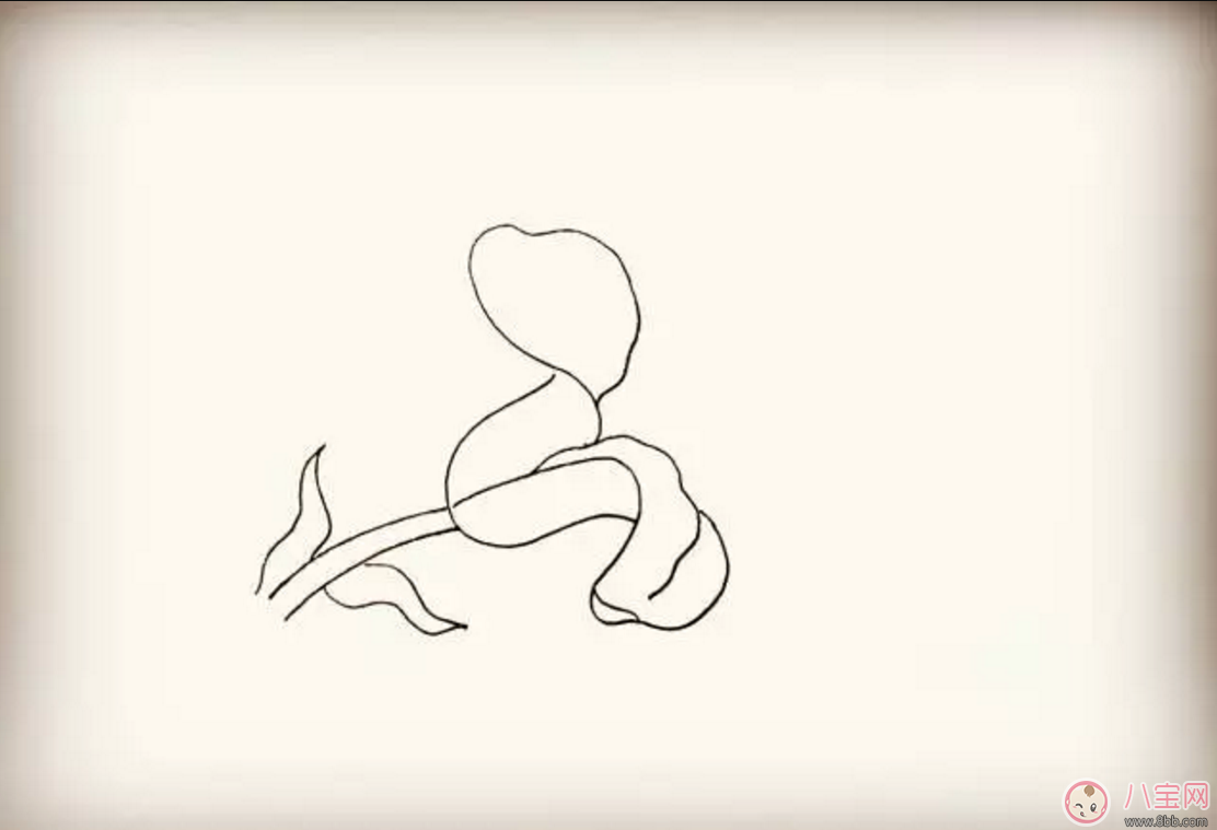 怎么教寶寶花百合花 百合花簡筆畫