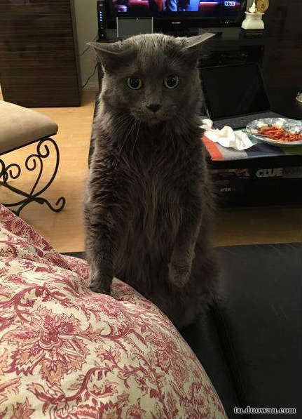 搞笑內(nèi)涵圖之喵星人:我仿佛聞到了小魚(yú)干的味道