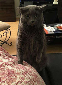 搞笑內(nèi)涵圖之喵星人:我仿佛聞到了小魚干的味道”