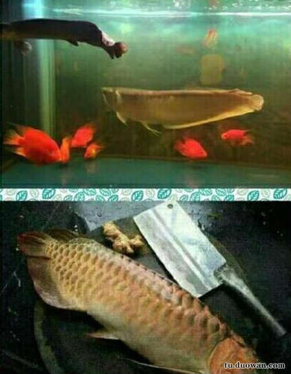 搞笑內涵圖之喵星人:我仿佛聞到了小魚干的味道