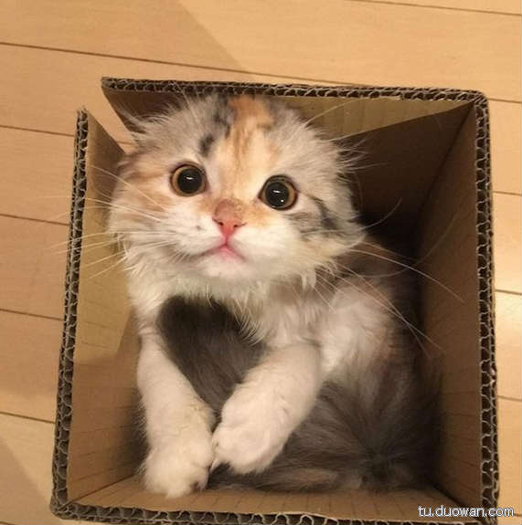 搞笑內涵圖片之拔下來那一刻我好方