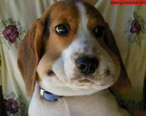 搞笑趣圖之我真的沒有偷吃