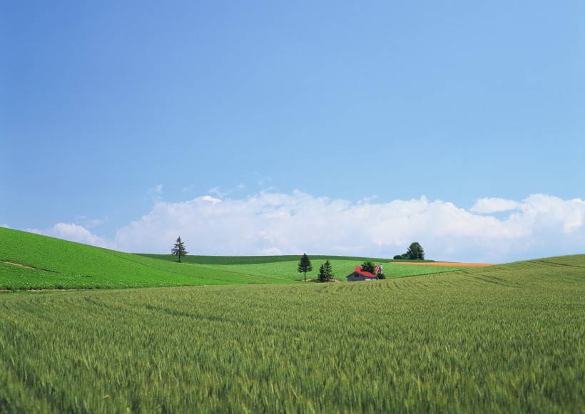 綠色清新大自然圖片