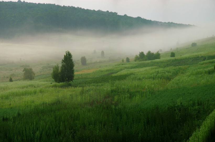 綠色清新大自然圖片