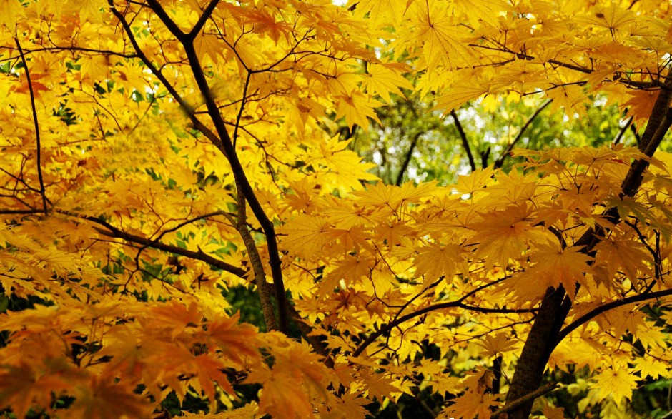 秋天唯美落葉意境大自然圖片