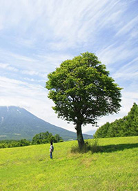 人與綠色大自然圖片