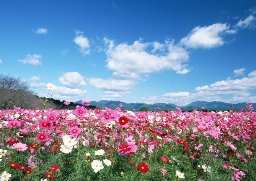 人與綠色大自然圖片