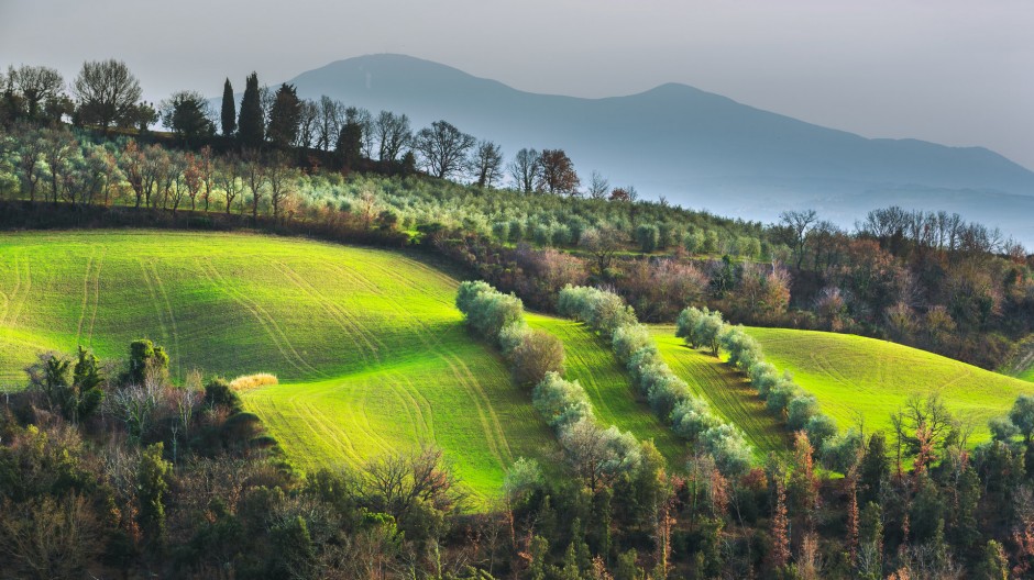 綠色大草原高清圖片欣賞