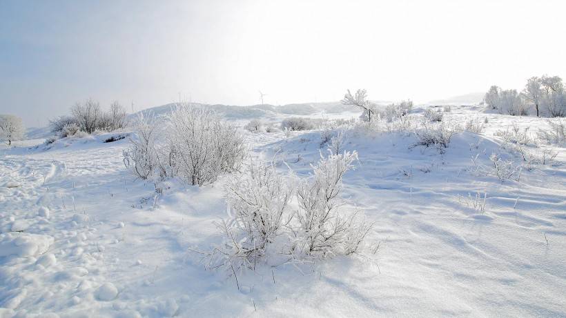 壩上草原冬景霧凇圖片