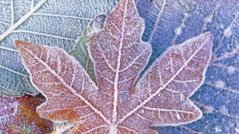 霜下的大自然圖片