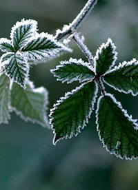 霜下的大自然圖片