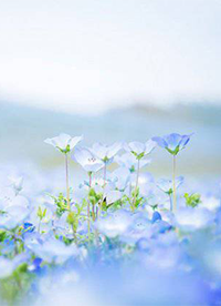 唯美花海自然風(fēng)景圖片大全”