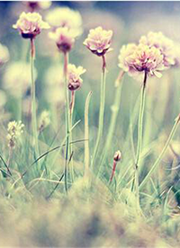 小清新鄉(xiāng)村自然風光美景圖片