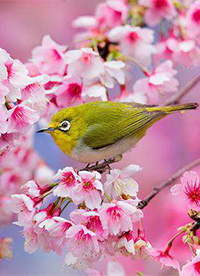櫻花花海唯美風(fēng)景意境圖片”