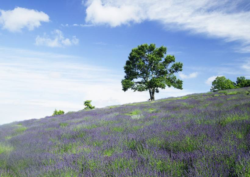 人與綠色大自然圖片