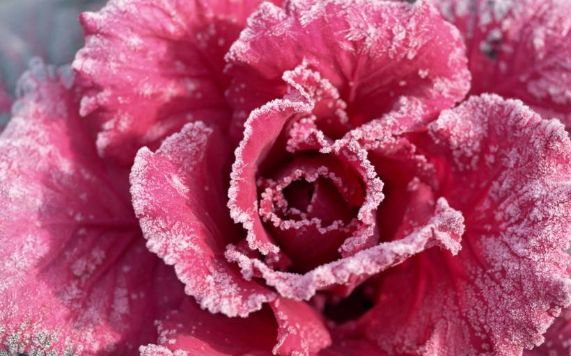 霜下的大自然圖片