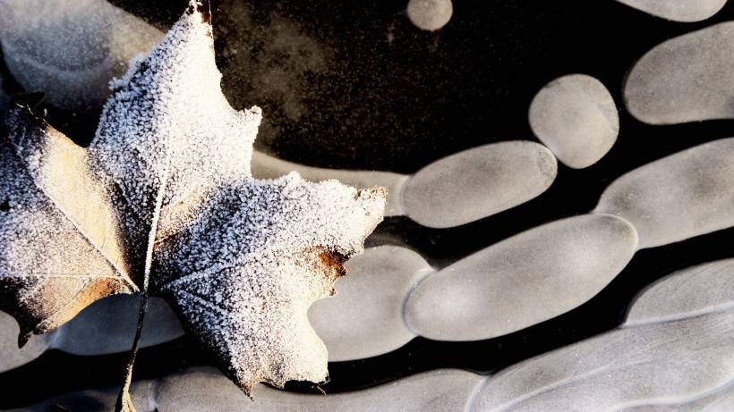 霜下的大自然圖片