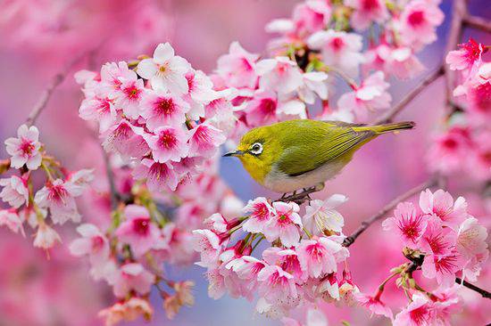 櫻花花海唯美風(fēng)景意境圖片
