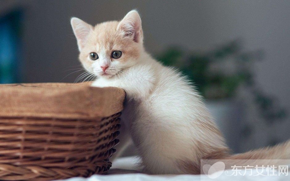 夢見好多貓是什么意思 夢見貓是兇兆還是吉兆