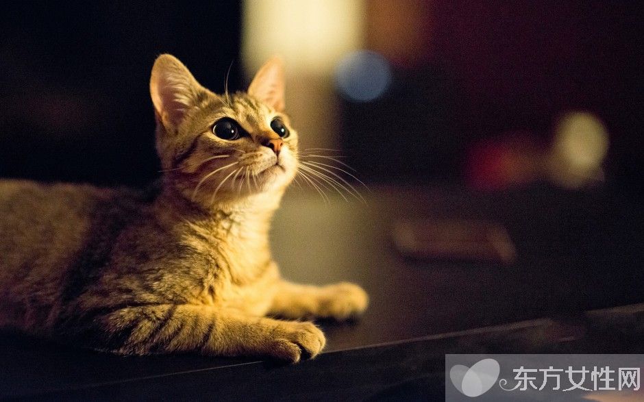 夢見好多貓是什么意思 夢見貓是兇兆還是吉兆