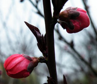 夢(mèng)見(jiàn)蓓蕾