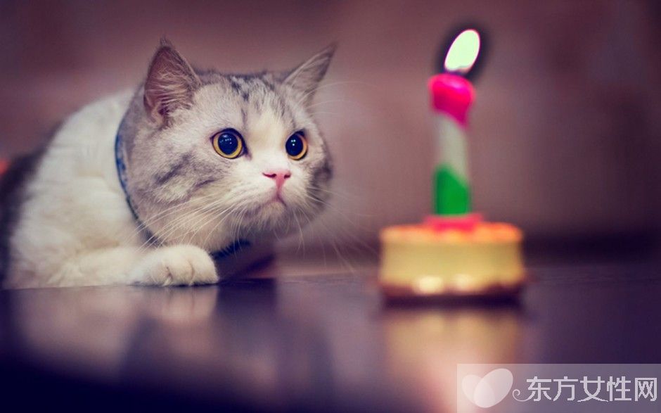 夢見好多貓是什么意思 夢見貓是兇兆還是吉兆