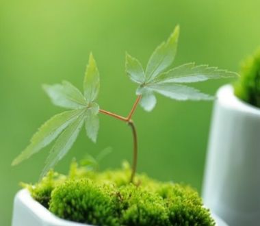 夢(mèng)見(jiàn)綠色植物