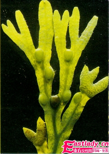 大自然的神奇能量 8種護(hù)發(fā)能量