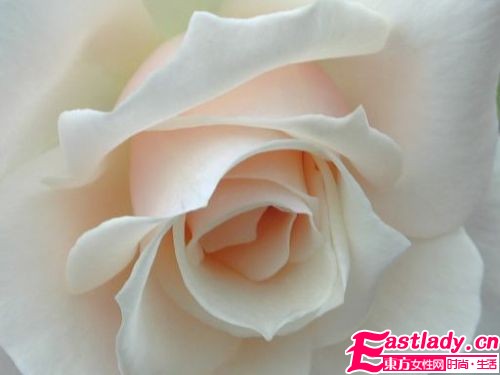 美容圣品玫瑰精油全接觸