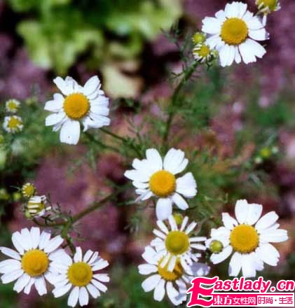 4款精油和失眠說BYEBYE