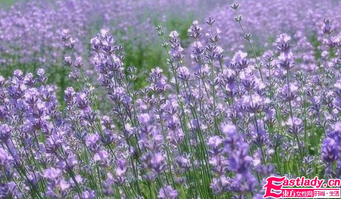 換季保濕 5款精油不可少