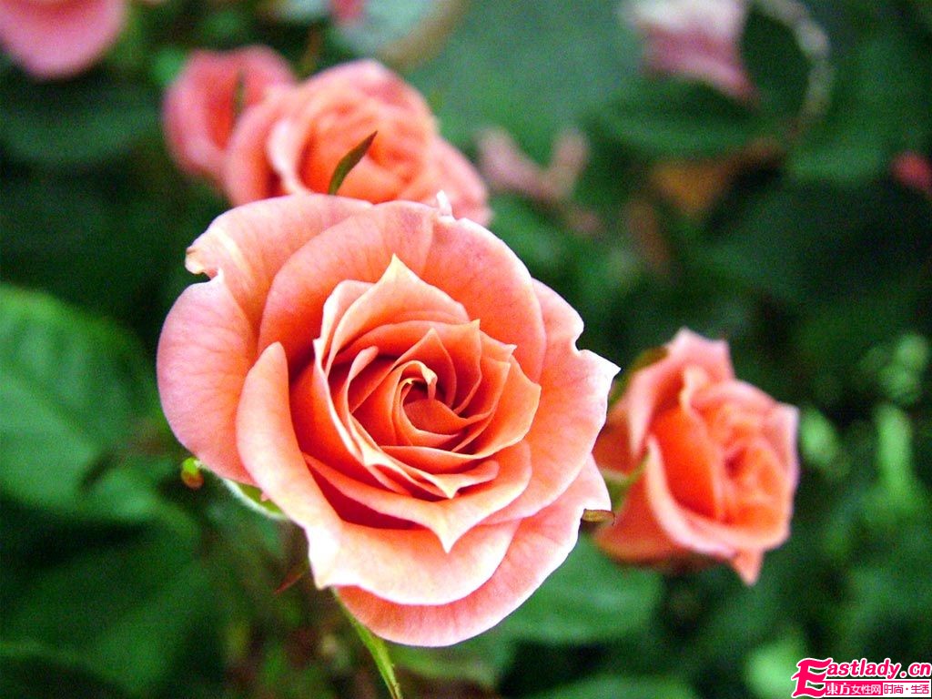 美容圣品玫瑰精油全接觸