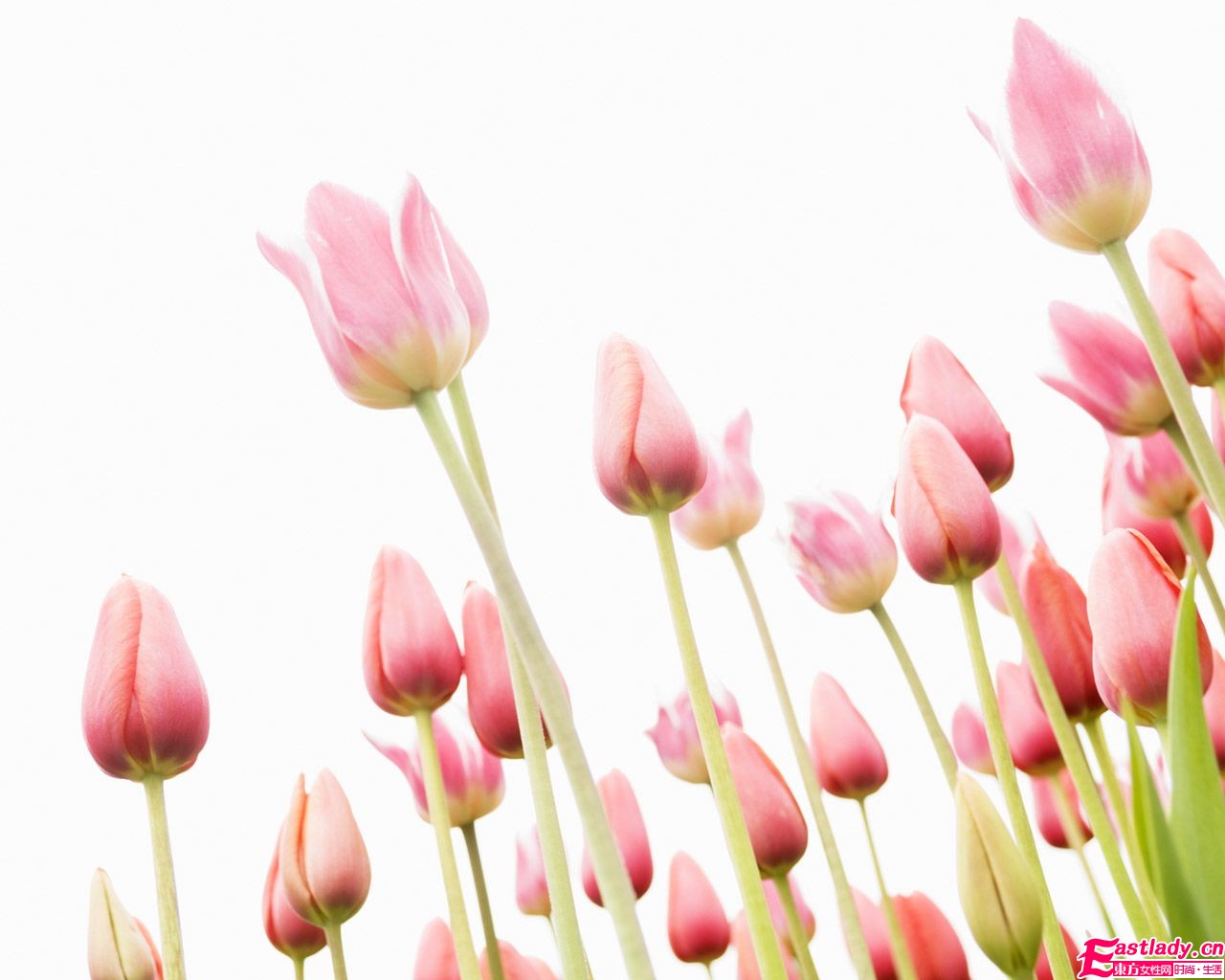 居家精油 在香氣中沉醉