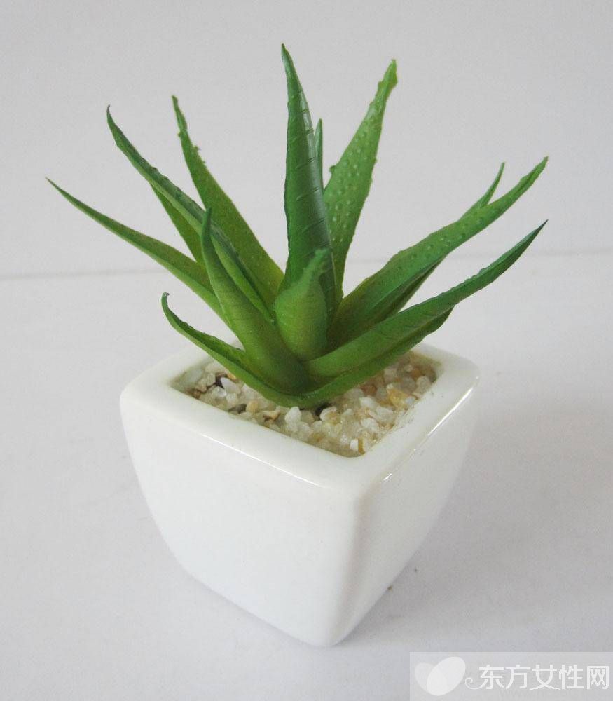 蘆薈如何美容 蘆薈四大美容功效大揭秘