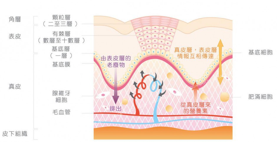 去角質(zhì)什么牌子好 超人氣去角質(zhì)產(chǎn)品推薦
