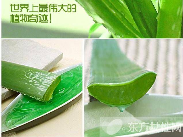 蘆薈膠的功效與作用 這些注意事項一定要了解哦