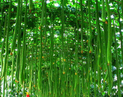 什么可以快速去痘印 8款DIY面膜祛痘美白兩不誤