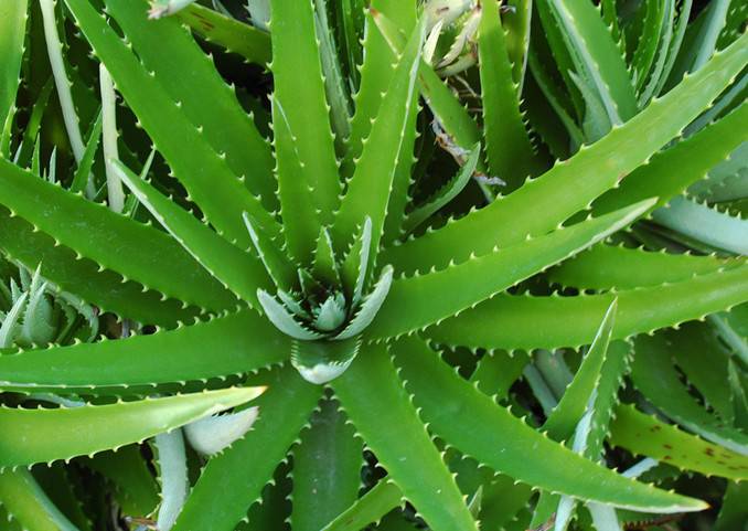 什么可以快速去痘印 8款DIY面膜祛痘美白兩不誤